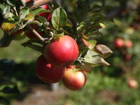 Apples are growing on a tree at an apple orchard in Stouffville, Ontario, Canada, on September 24, 2023. (