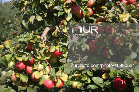 Apples are growing on a tree at an apple orchard in Stouffville, Ontario, Canada, on September 24, 2023. 