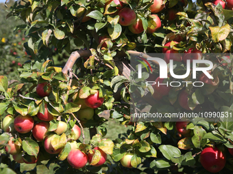 Apples are growing on a tree at an apple orchard in Stouffville, Ontario, Canada, on September 24, 2023. (