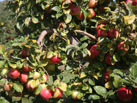 Apples are growing on a tree at an apple orchard in Stouffville, Ontario, Canada, on September 24, 2023. (