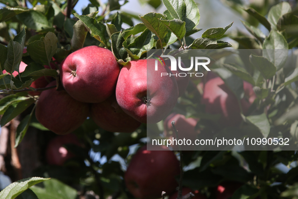 Apples are growing on a tree at an apple orchard in Stouffville, Ontario, Canada, on September 24, 2023. 