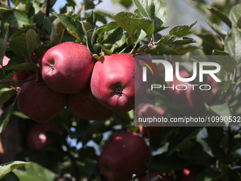 Apples are growing on a tree at an apple orchard in Stouffville, Ontario, Canada, on September 24, 2023. (