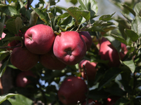 Apples are growing on a tree at an apple orchard in Stouffville, Ontario, Canada, on September 24, 2023. (