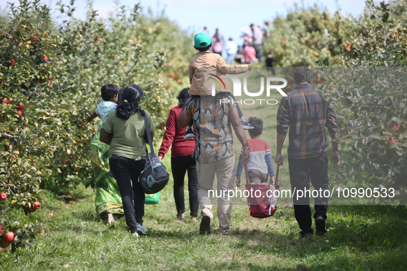 People are carrying bags of freshly picked apples as they walk through an apple orchard in Stouffville, Ontario, Canada, on September 24, 20...