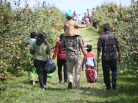 People are carrying bags of freshly picked apples as they walk through an apple orchard in Stouffville, Ontario, Canada, on September 24, 20...