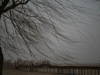 A tree and land are being engulfed by a sandstorm in Yongchang, Gansu Province, China, on February 17, 2024. (