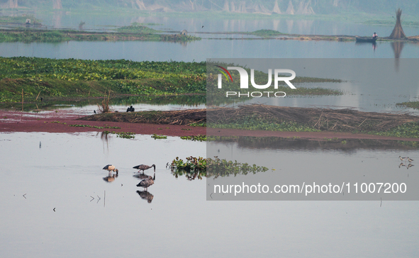 Wetlands cover only about 6% of the Earth's land surface, yet 40% of all plant and animal species live or breed in them, highlighting their...