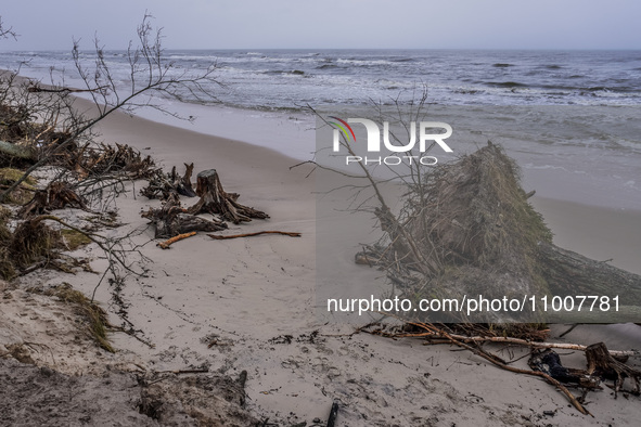 The coast of the Baltic Sea is being destroyed by a winter storm, with fallen cliffs and uprooted trees visible in Oslonino, Poland, on Janu...