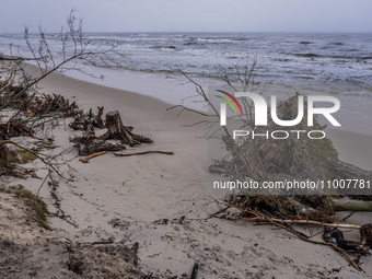 The coast of the Baltic Sea is being destroyed by a winter storm, with fallen cliffs and uprooted trees visible in Oslonino, Poland, on Janu...