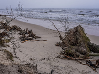 The coast of the Baltic Sea is being destroyed by a winter storm, with fallen cliffs and uprooted trees visible in Oslonino, Poland, on Janu...