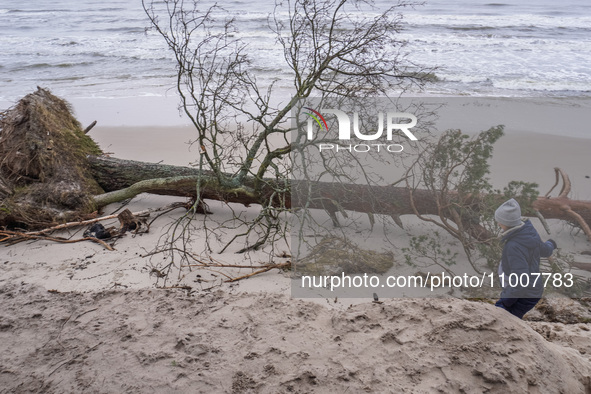 The coast of the Baltic Sea is being destroyed by a winter storm, with fallen cliffs and uprooted trees visible in Oslonino, Poland, on Janu...