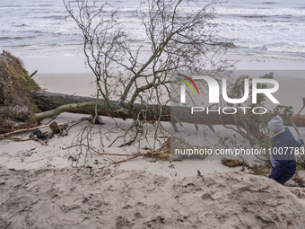 The coast of the Baltic Sea is being destroyed by a winter storm, with fallen cliffs and uprooted trees visible in Oslonino, Poland, on Janu...