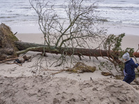 The coast of the Baltic Sea is being destroyed by a winter storm, with fallen cliffs and uprooted trees visible in Oslonino, Poland, on Janu...