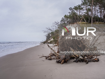 The coast of the Baltic Sea is being destroyed by a winter storm, with fallen cliffs and uprooted trees visible in Oslonino, Poland, on Janu...