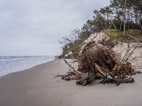 The coast of the Baltic Sea is being destroyed by a winter storm, with fallen cliffs and uprooted trees visible in Oslonino, Poland, on Janu...