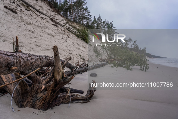 The coast of the Baltic Sea is being destroyed by a winter storm, with fallen cliffs and uprooted trees visible in Oslonino, Poland, on Janu...