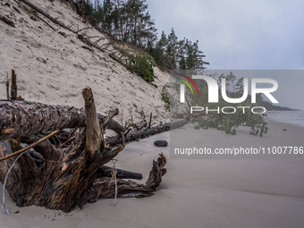 The coast of the Baltic Sea is being destroyed by a winter storm, with fallen cliffs and uprooted trees visible in Oslonino, Poland, on Janu...