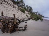 The coast of the Baltic Sea is being destroyed by a winter storm, with fallen cliffs and uprooted trees visible in Oslonino, Poland, on Janu...