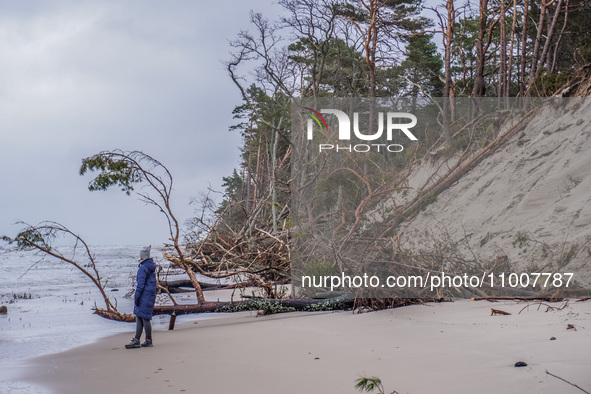 The coast of the Baltic Sea is being destroyed by a winter storm, with fallen cliffs and uprooted trees visible in Oslonino, Poland, on Janu...