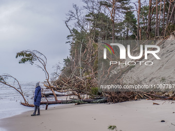 The coast of the Baltic Sea is being destroyed by a winter storm, with fallen cliffs and uprooted trees visible in Oslonino, Poland, on Janu...