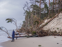 The coast of the Baltic Sea is being destroyed by a winter storm, with fallen cliffs and uprooted trees visible in Oslonino, Poland, on Janu...