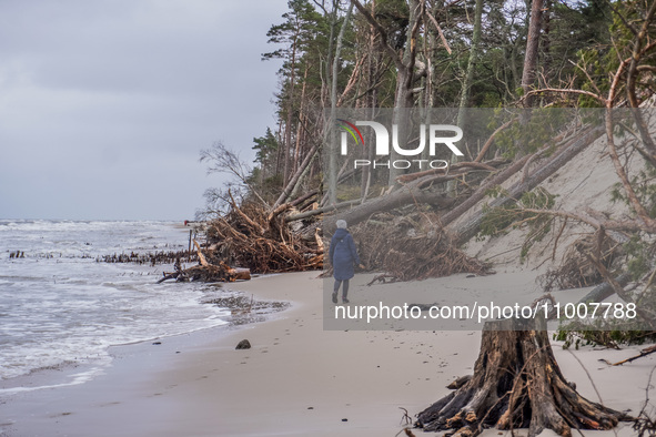 The coast of the Baltic Sea is being destroyed by a winter storm, with fallen cliffs and uprooted trees visible in Oslonino, Poland, on Janu...