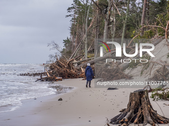 The coast of the Baltic Sea is being destroyed by a winter storm, with fallen cliffs and uprooted trees visible in Oslonino, Poland, on Janu...