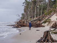 The coast of the Baltic Sea is being destroyed by a winter storm, with fallen cliffs and uprooted trees visible in Oslonino, Poland, on Janu...