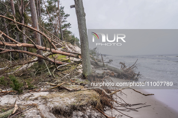 The coast of the Baltic Sea is being destroyed by a winter storm, with fallen cliffs and uprooted trees visible in Oslonino, Poland, on Janu...