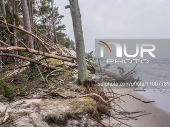 The coast of the Baltic Sea is being destroyed by a winter storm, with fallen cliffs and uprooted trees visible in Oslonino, Poland, on Janu...