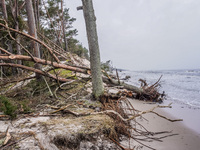 The coast of the Baltic Sea is being destroyed by a winter storm, with fallen cliffs and uprooted trees visible in Oslonino, Poland, on Janu...