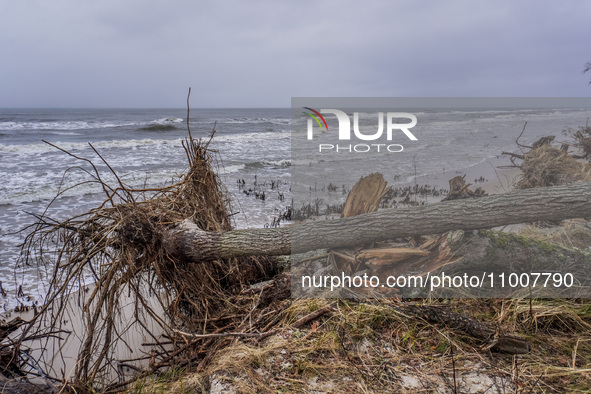 The coast of the Baltic Sea is being destroyed by a winter storm, with fallen cliffs and uprooted trees visible in Oslonino, Poland, on Janu...