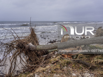 The coast of the Baltic Sea is being destroyed by a winter storm, with fallen cliffs and uprooted trees visible in Oslonino, Poland, on Janu...