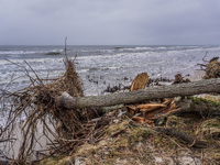 The coast of the Baltic Sea is being destroyed by a winter storm, with fallen cliffs and uprooted trees visible in Oslonino, Poland, on Janu...