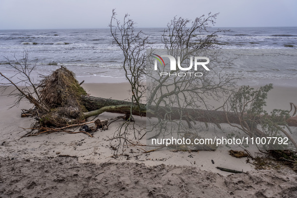 The coast of the Baltic Sea is being destroyed by a winter storm, with fallen cliffs and uprooted trees visible in Oslonino, Poland, on Janu...