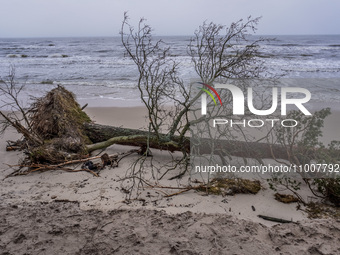 The coast of the Baltic Sea is being destroyed by a winter storm, with fallen cliffs and uprooted trees visible in Oslonino, Poland, on Janu...