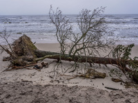 The coast of the Baltic Sea is being destroyed by a winter storm, with fallen cliffs and uprooted trees visible in Oslonino, Poland, on Janu...