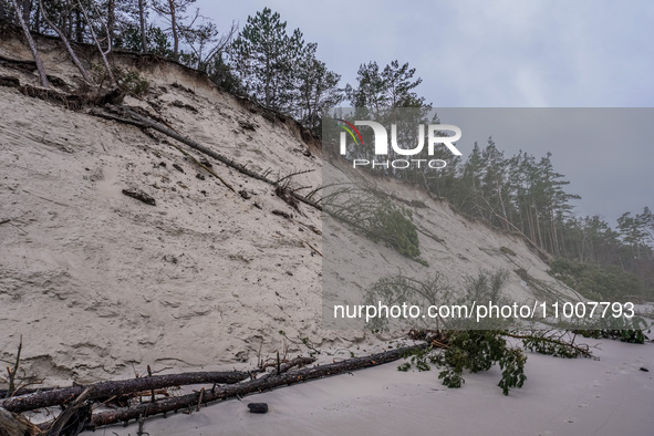 The coast of the Baltic Sea is being destroyed by a winter storm, with fallen cliffs and uprooted trees visible in Oslonino, Poland, on Janu...