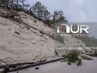 The coast of the Baltic Sea is being destroyed by a winter storm, with fallen cliffs and uprooted trees visible in Oslonino, Poland, on Janu...