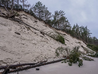 The coast of the Baltic Sea is being destroyed by a winter storm, with fallen cliffs and uprooted trees visible in Oslonino, Poland, on Janu...