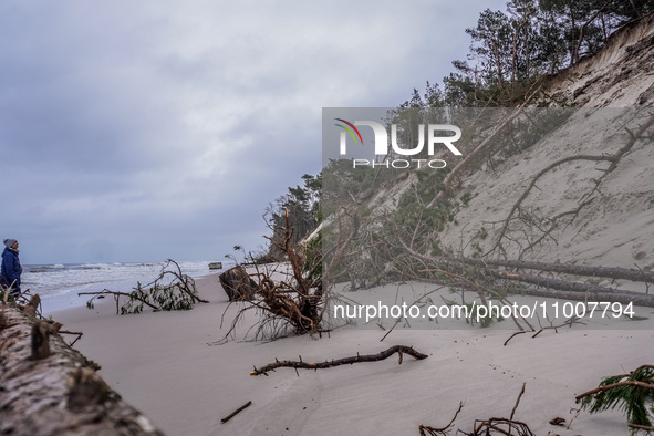 The coast of the Baltic Sea is being destroyed by a winter storm, with fallen cliffs and uprooted trees visible in Oslonino, Poland, on Janu...