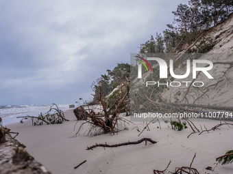 The coast of the Baltic Sea is being destroyed by a winter storm, with fallen cliffs and uprooted trees visible in Oslonino, Poland, on Janu...