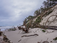 The coast of the Baltic Sea is being destroyed by a winter storm, with fallen cliffs and uprooted trees visible in Oslonino, Poland, on Janu...