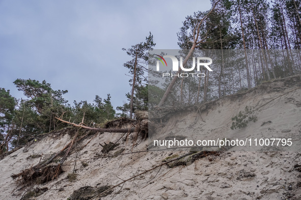 The coast of the Baltic Sea is being destroyed by a winter storm, with fallen cliffs and uprooted trees visible in Oslonino, Poland, on Janu...