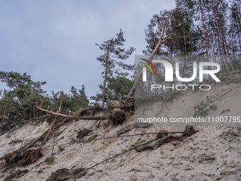 The coast of the Baltic Sea is being destroyed by a winter storm, with fallen cliffs and uprooted trees visible in Oslonino, Poland, on Janu...