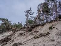 The coast of the Baltic Sea is being destroyed by a winter storm, with fallen cliffs and uprooted trees visible in Oslonino, Poland, on Janu...