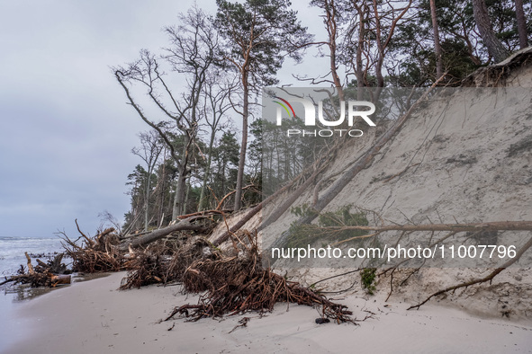 The coast of the Baltic Sea is being destroyed by a winter storm, with fallen cliffs and uprooted trees visible in Oslonino, Poland, on Janu...