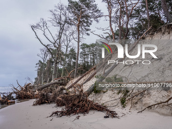 The coast of the Baltic Sea is being destroyed by a winter storm, with fallen cliffs and uprooted trees visible in Oslonino, Poland, on Janu...