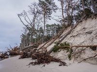 The coast of the Baltic Sea is being destroyed by a winter storm, with fallen cliffs and uprooted trees visible in Oslonino, Poland, on Janu...