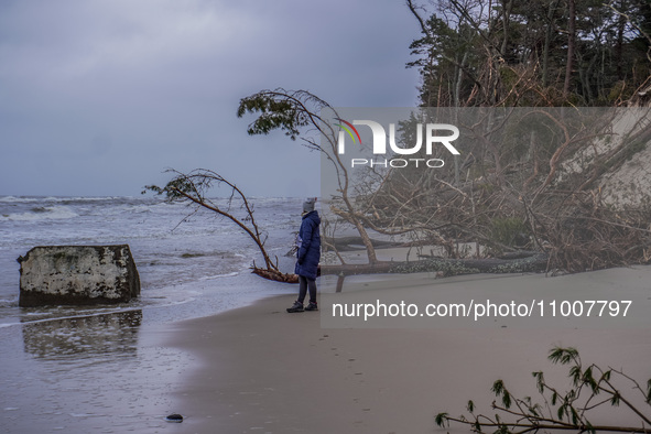 The coast of the Baltic Sea is being destroyed by a winter storm, with fallen cliffs and uprooted trees visible in Oslonino, Poland, on Janu...